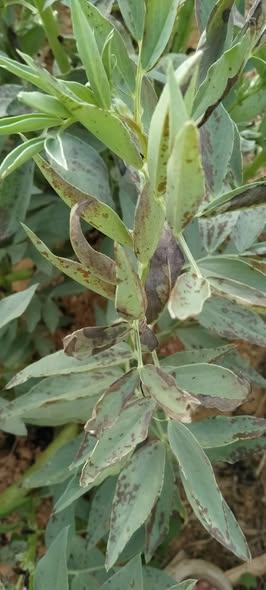 اي العلاج الفول كله عمل كده